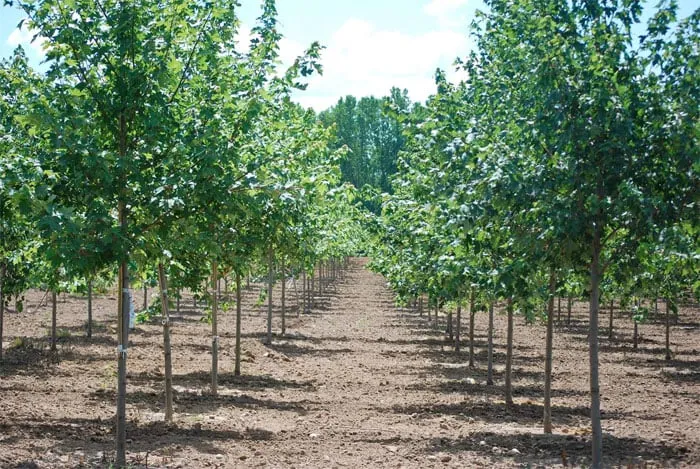 Local residential landscaping in Shelbyville, TN - Hector's Lawncare