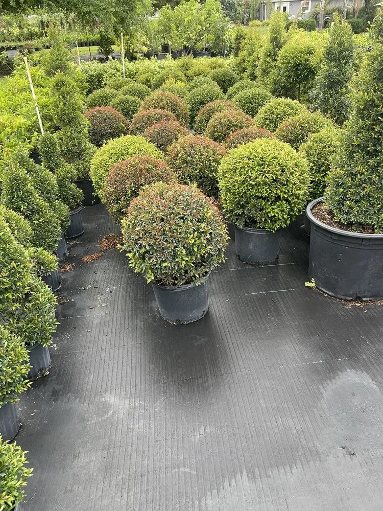 Local lawn care service in Haines City, FL by Hedge & Lawn Service