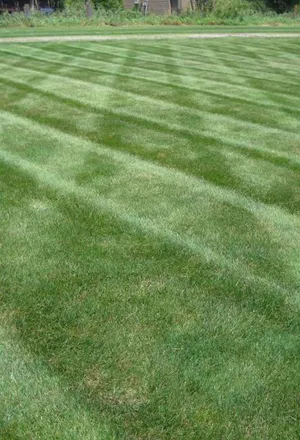 Expert landscaping services experts serving Wapello, IA - Hedge Above