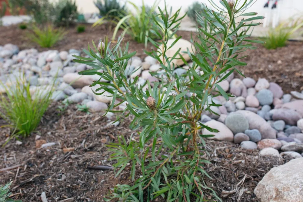 Reliable garden landscaping experts serving San Diego, CA - Hedge Fun Landscape