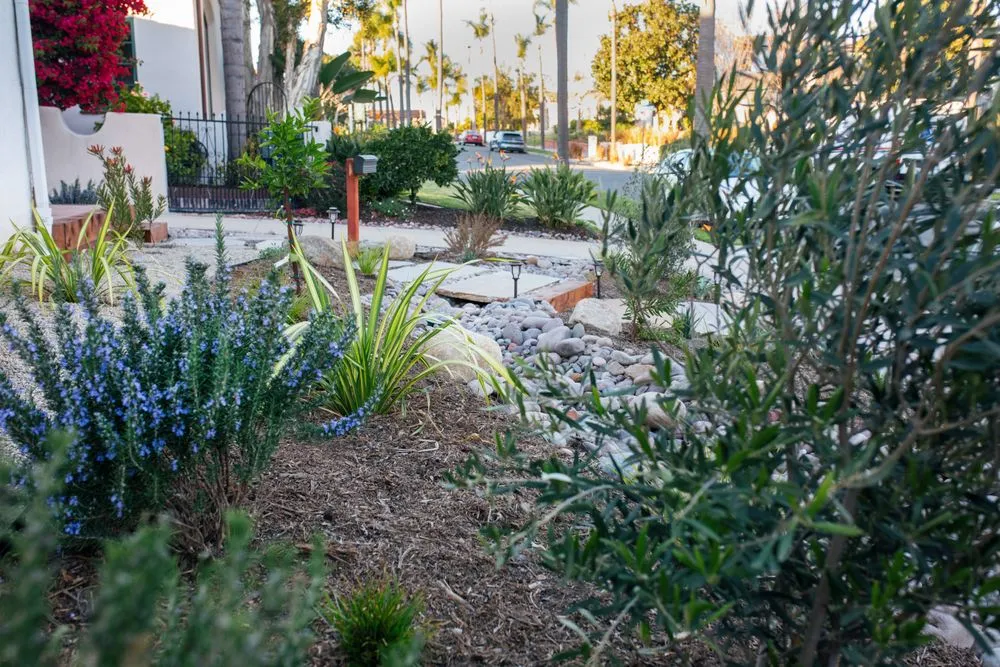 Custom residential landscaping in San Diego, CA by Hedge Fun Landscape