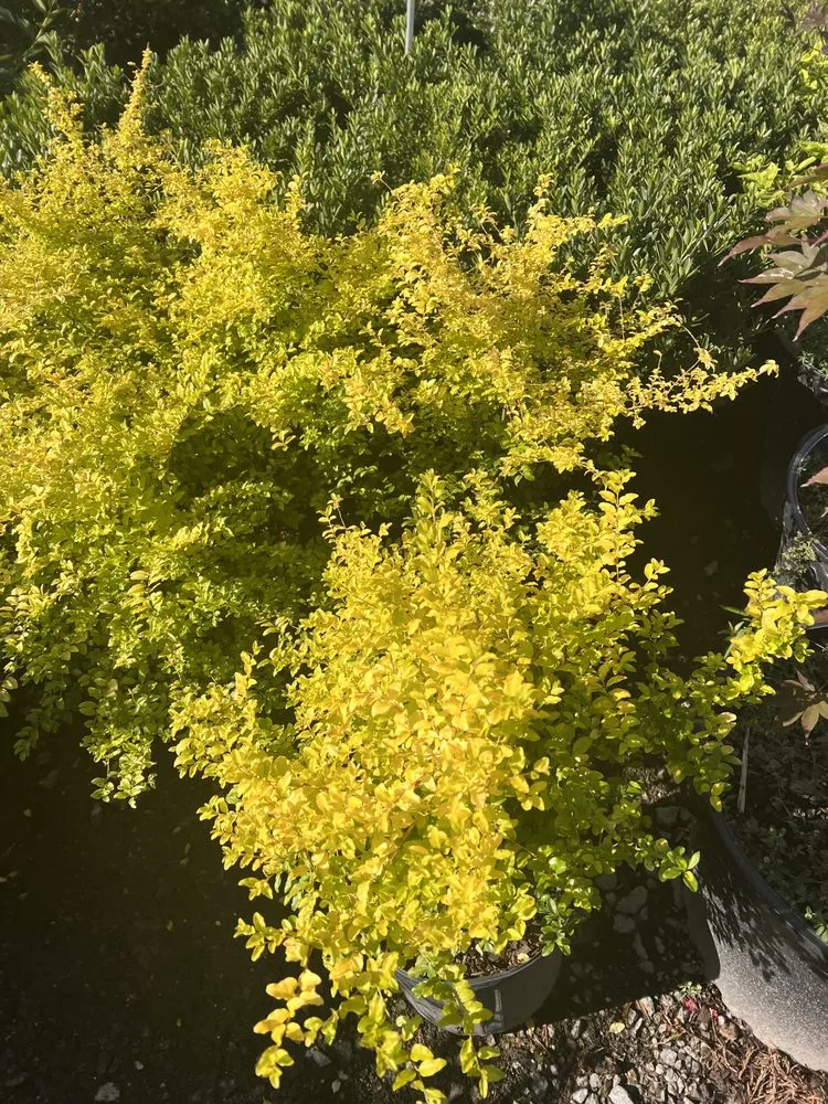 Affordable lawn mowing service experts serving Fort Mill, SC - Hedgepeths Outdoor Services