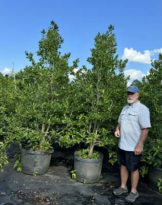 Hedgepeths Outdoor Services Logo