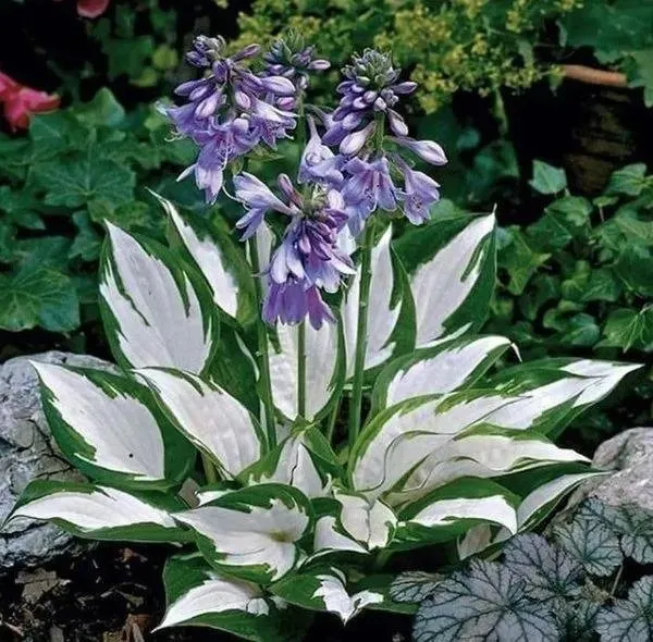 Trusted landscape design for outdoor upgrades in East Hampton, NY by Hedges & Gardens