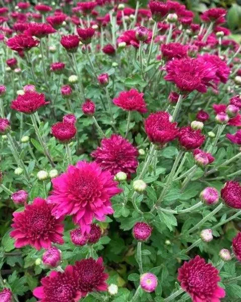 Local landscape installation for residential properties across East Hampton, NY - Hedges & Gardens