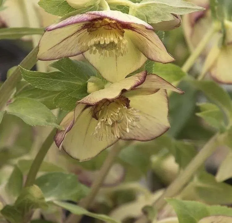 Reliable landscape installation for residential properties across East Hampton, NY - Hedges & Gardens