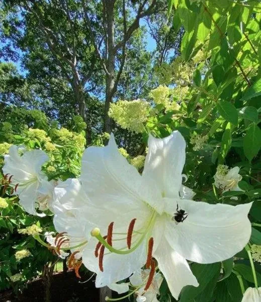 Local lawn care service for residential properties across East Hampton, NY - Hedges & Gardens