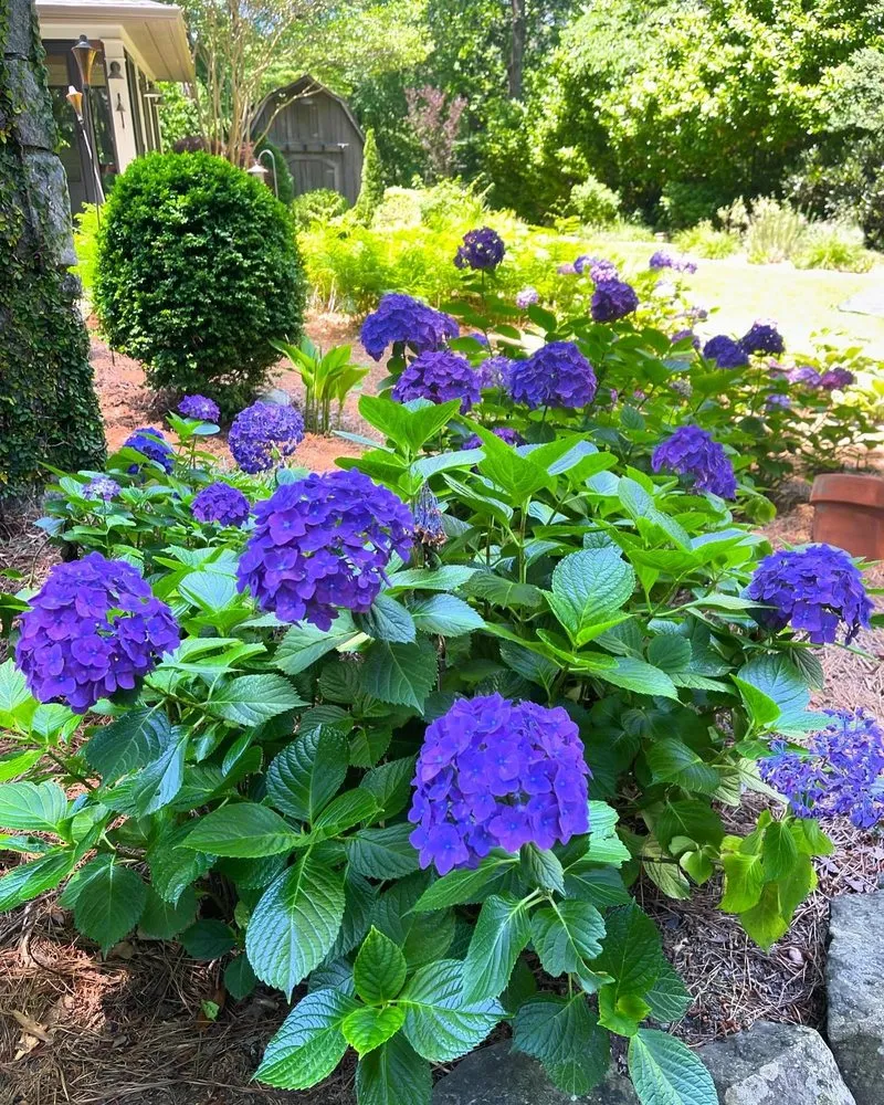 Top-rated yard maintenance in Atlanta, GA by Hedges and Edges Landscaping