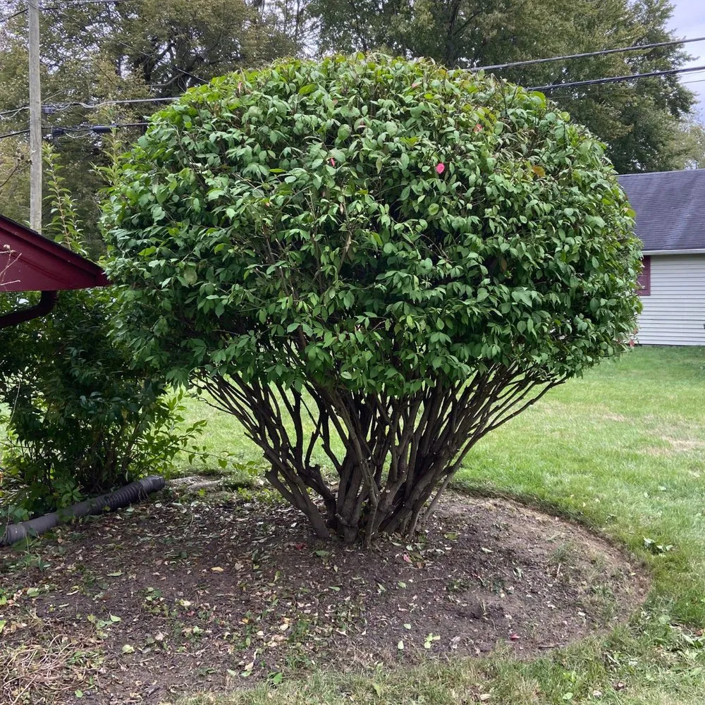 Affordable outdoor landscaping for outdoor upgrades in Anderson, IN by HedgeWorx Landscaping