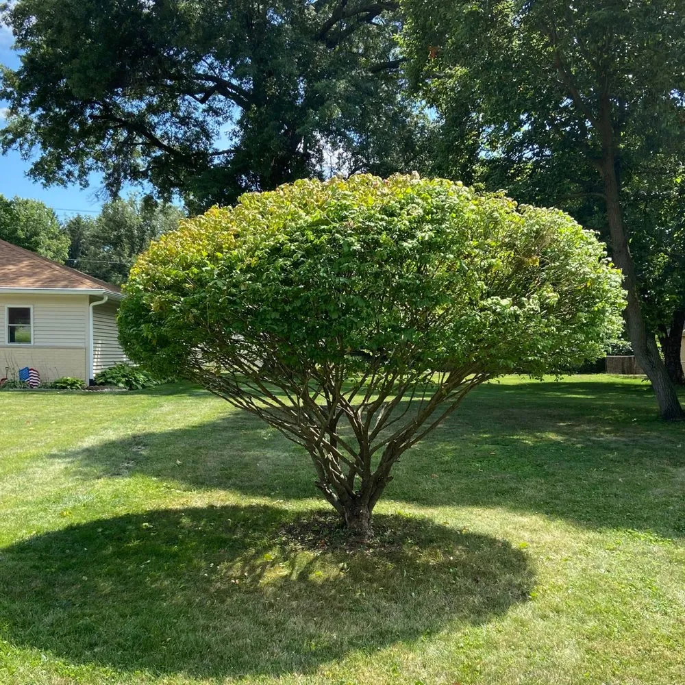 Top-rated yard cleanup service experts serving Anderson, IN - HedgeWorx Landscaping