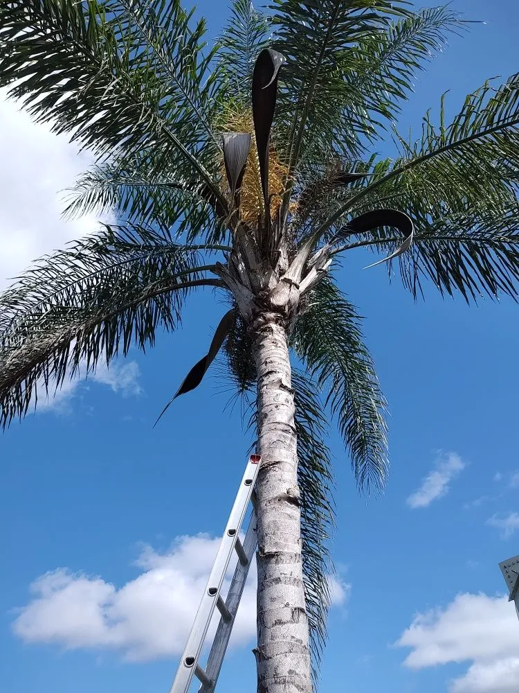 Custom lawn care service for outdoor upgrades across Bradenton, FL - Hedgez Plus+