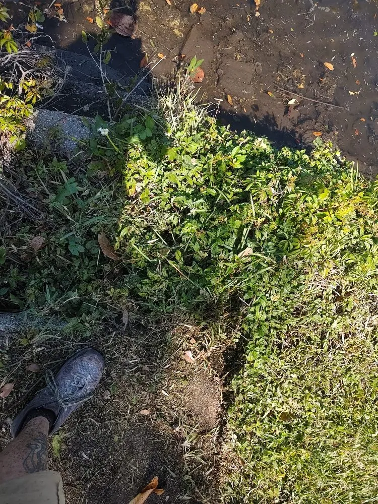 Expert garden landscaping in Bradenton, FL - Hedgez Plus+