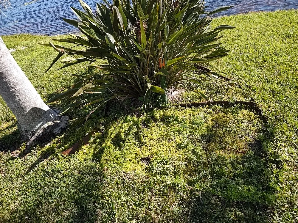 Local lawn care service for year-round maintenance in Bradenton, FL by Hedgez Plus+
