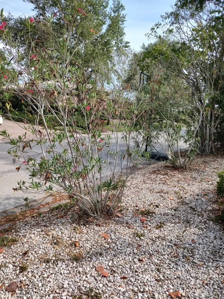 Expert yard maintenance in Bradenton, FL by Hedgez Plus+