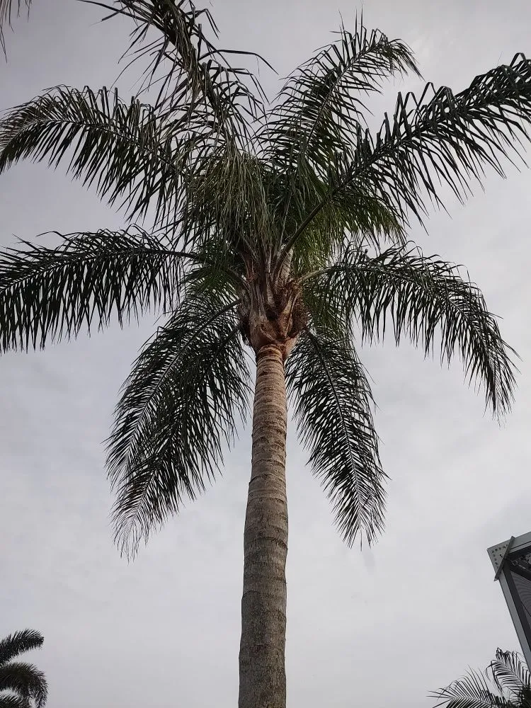 Reliable landscaping services for year-round maintenance in Bradenton, FL by Hedgez Plus+