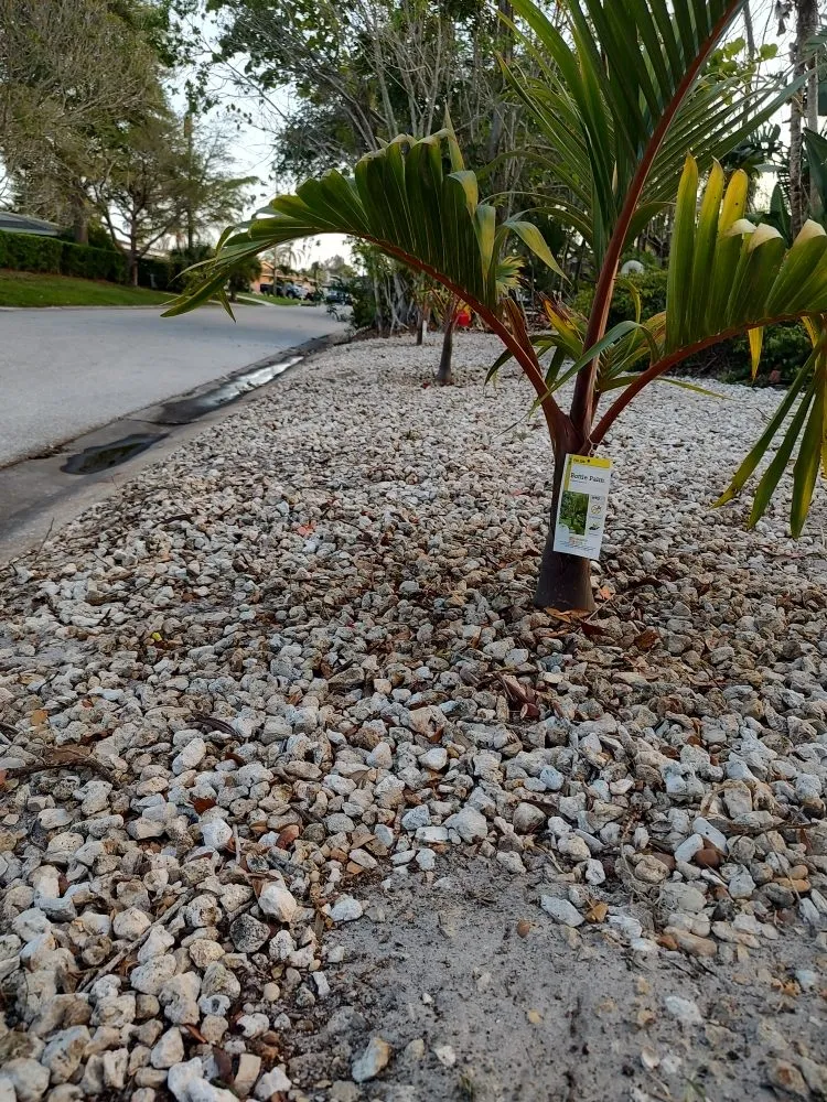 Custom lawn mowing service in Bradenton, FL - Hedgez Plus+