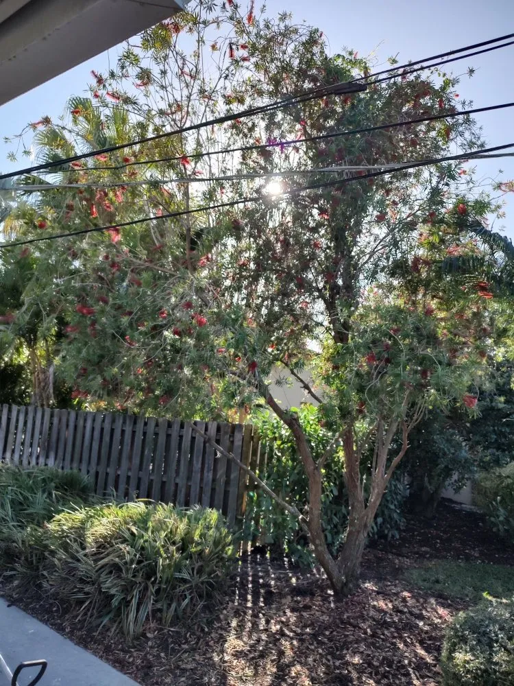 Top-rated lawn care service experts serving Bradenton, FL - Hedgez Plus+