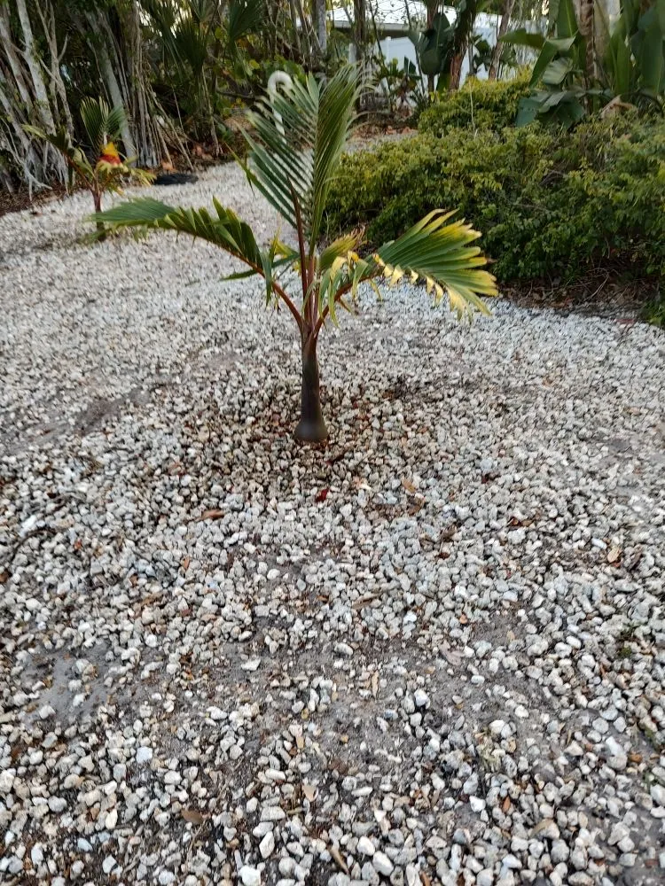 Expert garden landscaping in Bradenton, FL - Hedgez Plus+