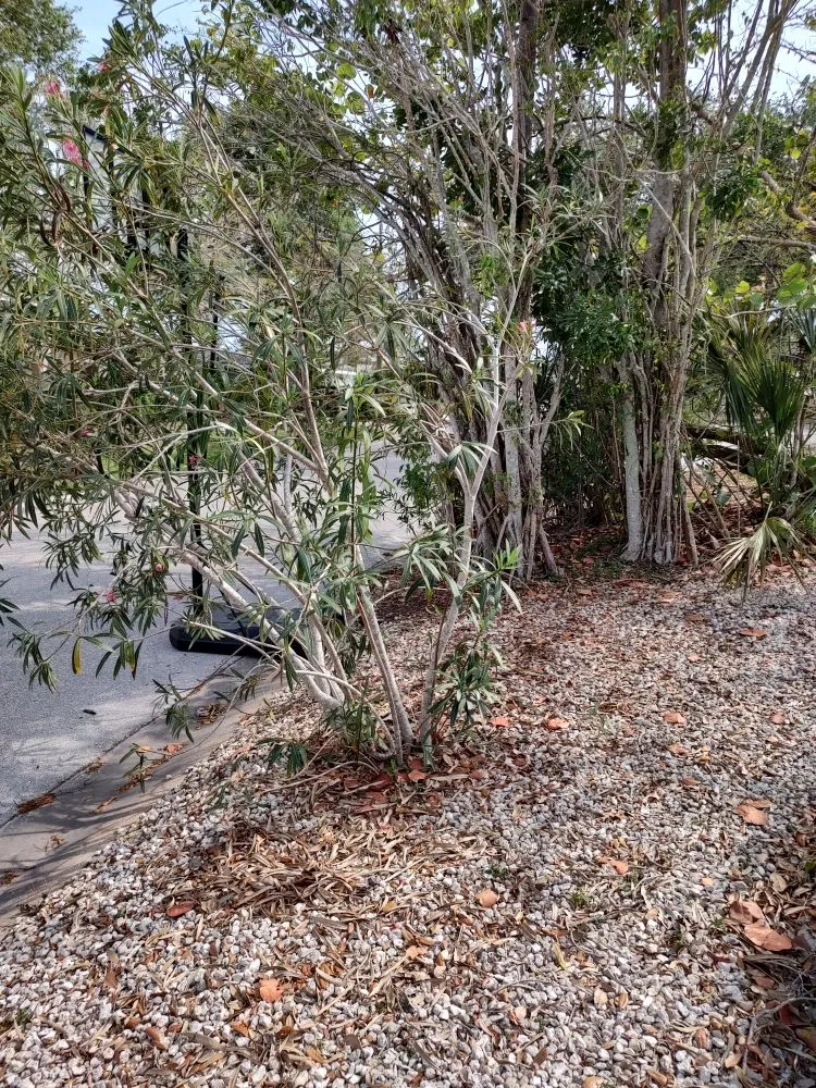 Professional residential landscaping in Bradenton, FL by Hedgez Plus+