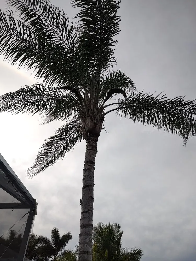 Trusted residential landscaping in Bradenton, FL by Hedgez Plus+