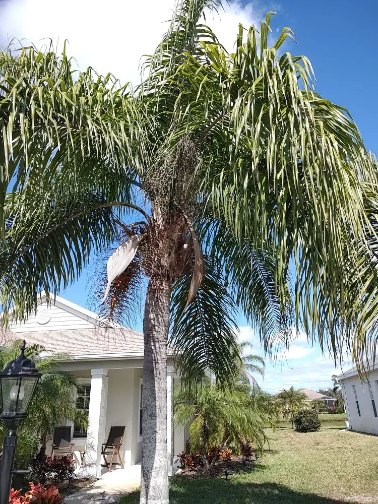 Custom yard cleanup service for homes in Bradenton, FL by Hedgez Plus+