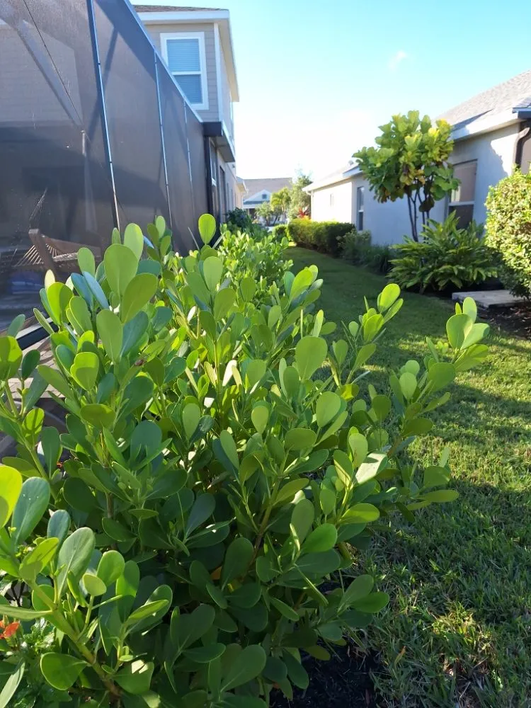 Professional yard cleanup service experts serving Sarasota, FL - Hedgez Plus