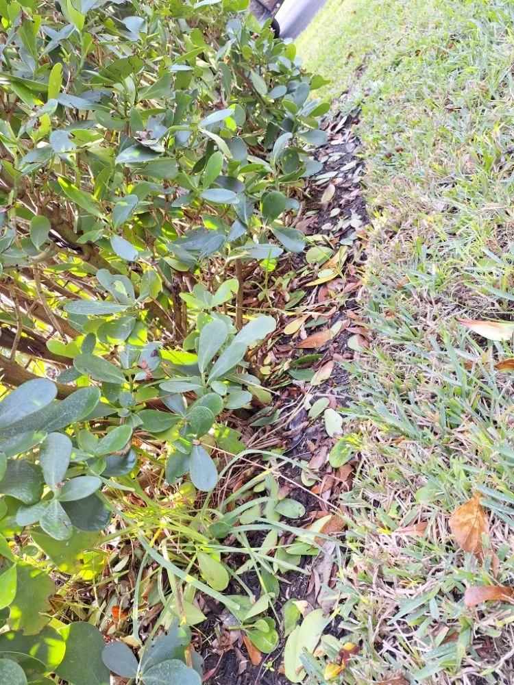 Custom outdoor landscaping experts serving Sarasota, FL - Hedgez Plus