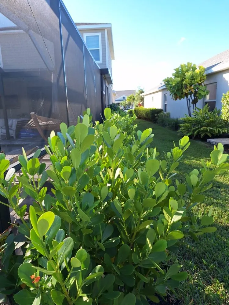 Expert lawn mowing service in Sarasota, FL by Hedgez Plus