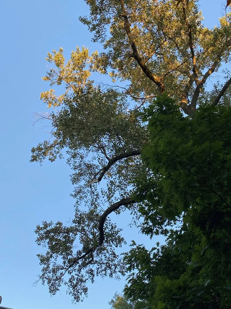 Expert yard maintenance for outdoor upgrades across Port Washington, NY - Hefferin Tree Service