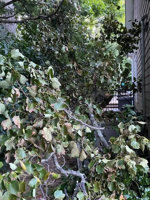 Professional residential landscaping in Port Washington, NY - Hefferin Tree Service