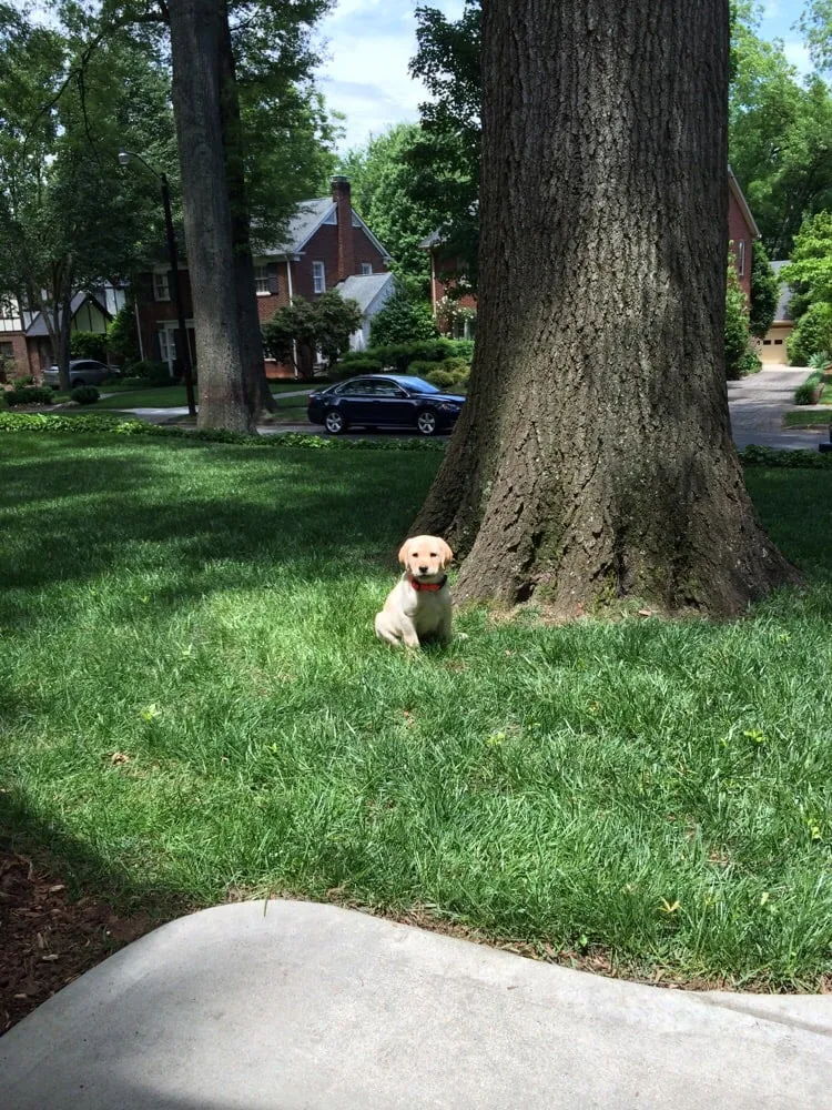 Reliable lawn care service near you across Vass, NC - Heffner Landscaping