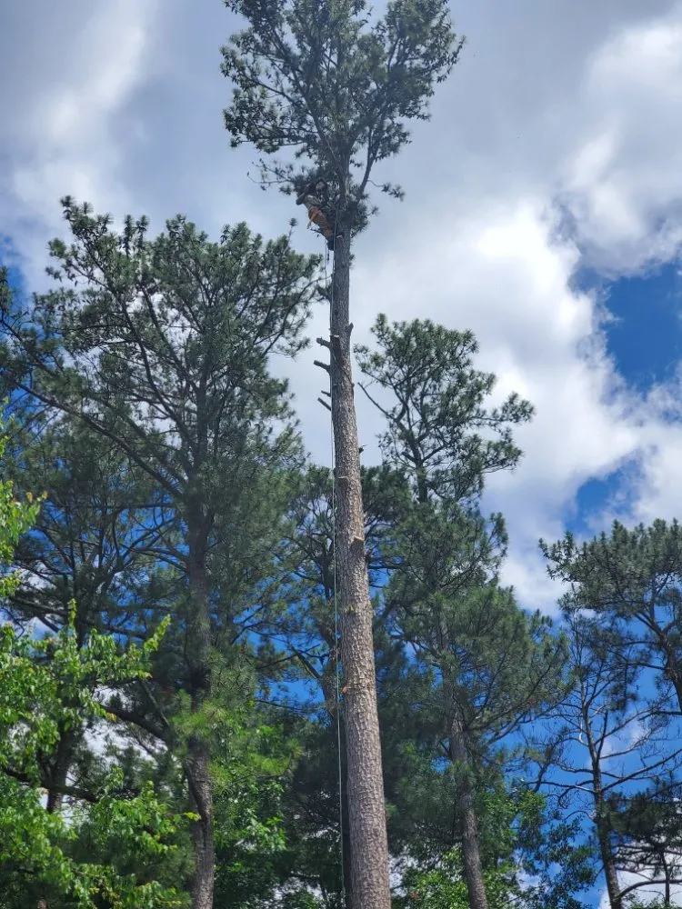 Top-rated lawn mowing service with custom design across Decatur, GA - Heflin Tree Service