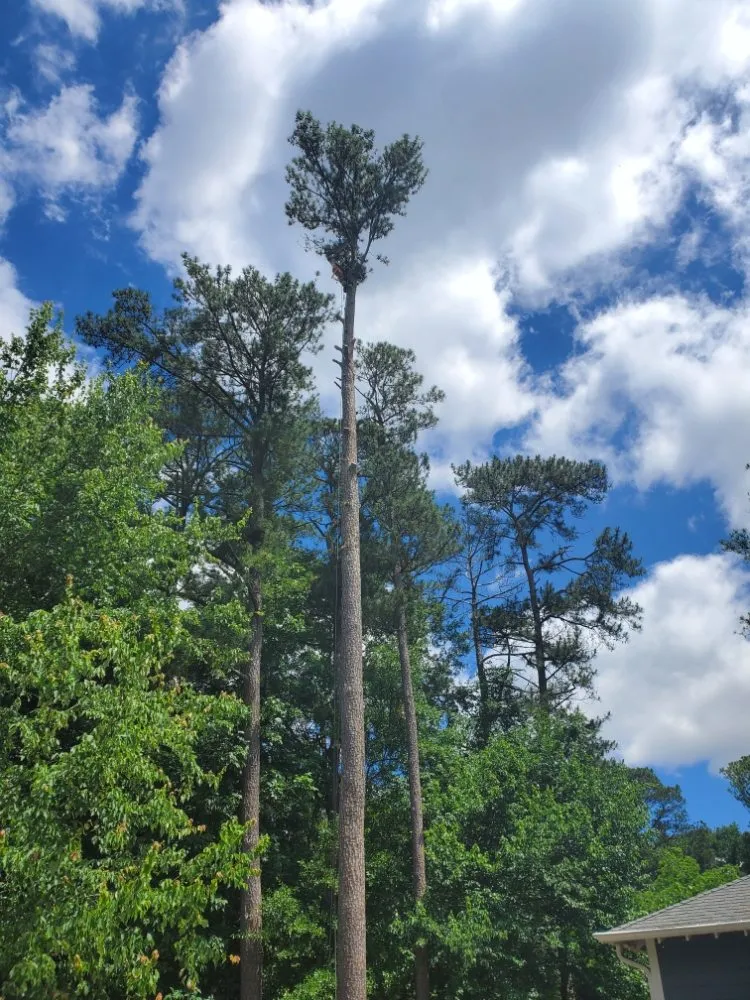 Affordable lawn care service for beautiful yards across Decatur, GA - Heflin Tree Service