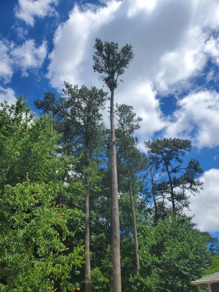 Professional lawn mowing service experts serving Decatur, GA - Heflin Tree Service