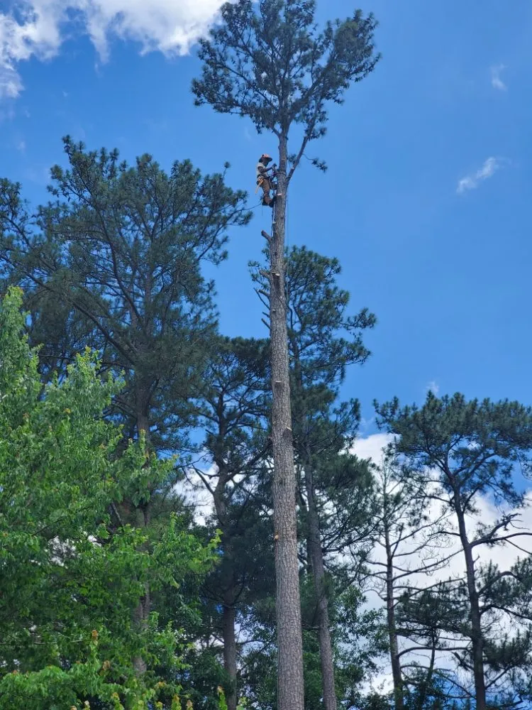 Expert lawn care service near you across Decatur, GA - Heflin Tree Service