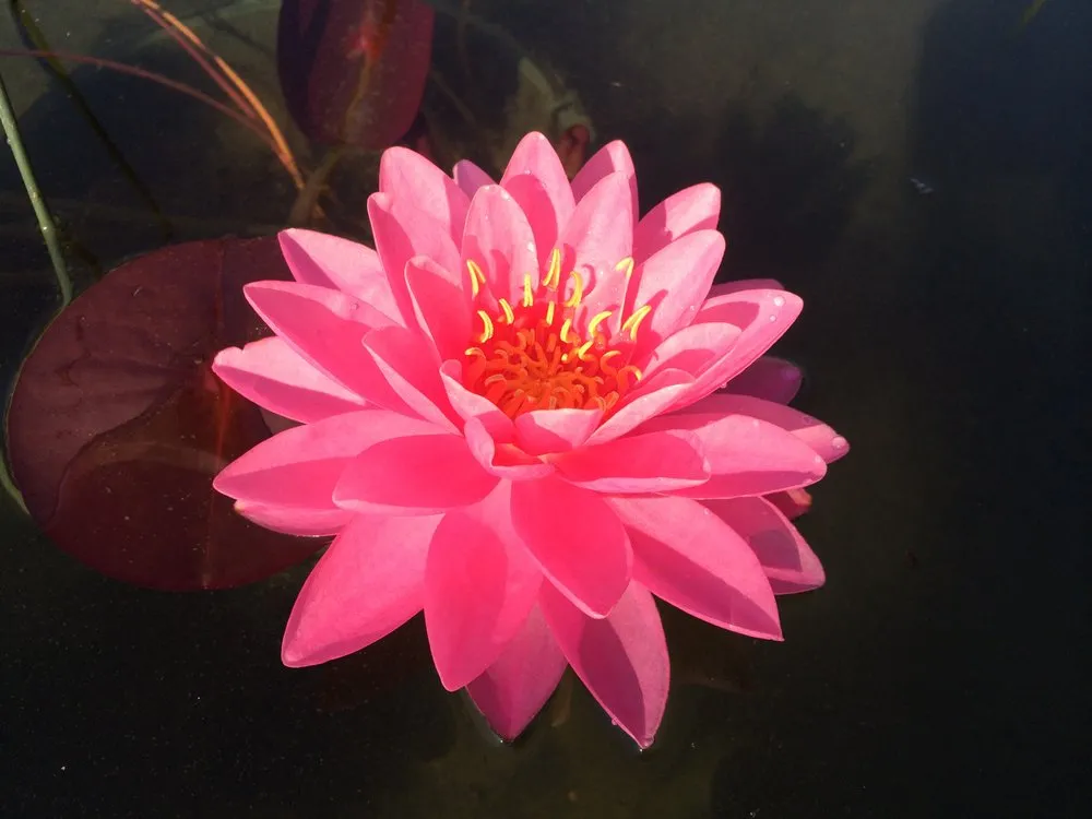 Expert garden landscaping in Vienna, VA - Heidelberg Fountains & Ponds