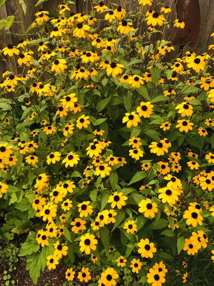 Reliable landscaping services with custom design across Corcoran, MN - Heidi's Growhaus & Lifestyle Gardens