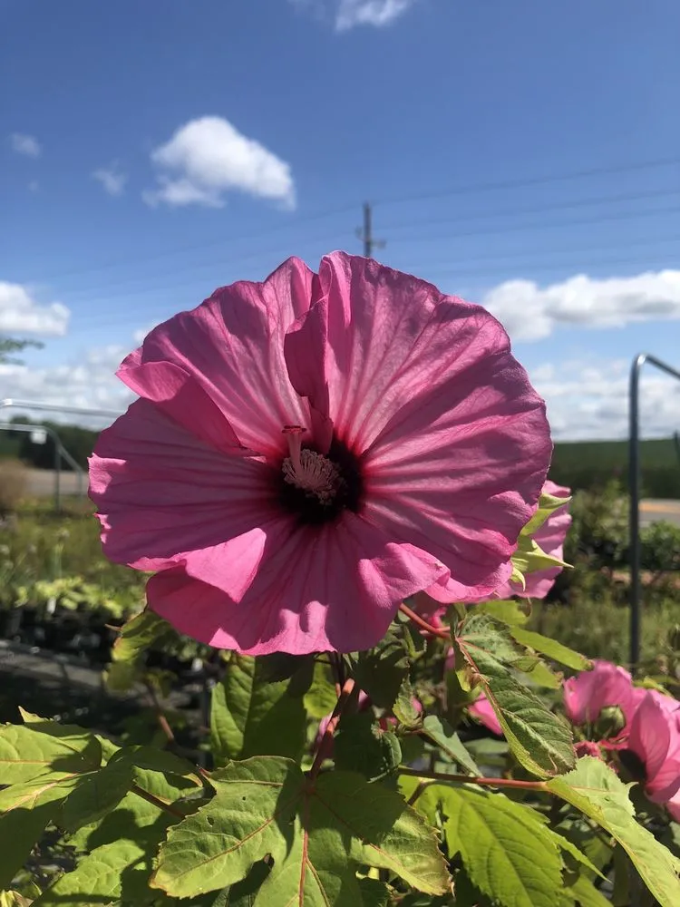 Expert yard cleanup service in Corcoran, MN by Heidi's Growhaus & Lifestyle Gardens