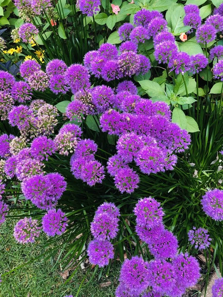 Professional landscape design in Corcoran, MN - Heidi's Growhaus & Lifestyle Gardens