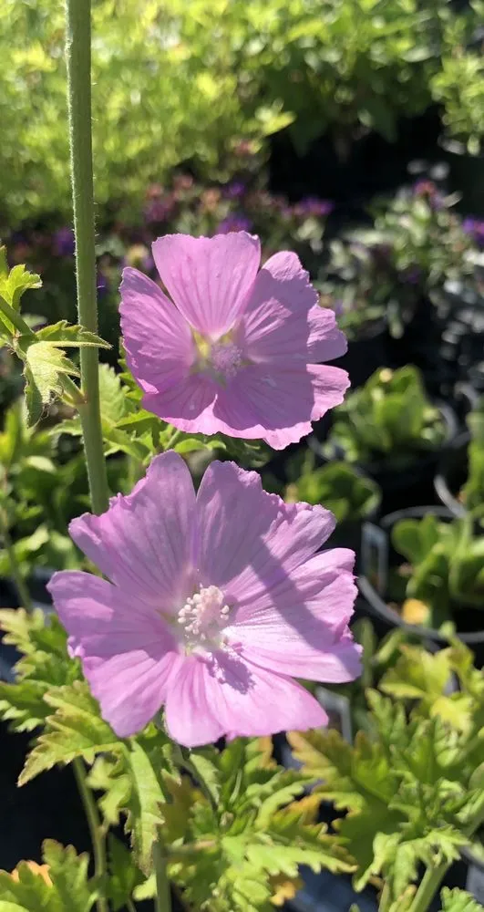 Affordable lawn care service for homes across Corcoran, MN - Heidi's Growhaus & Lifestyle Gardens