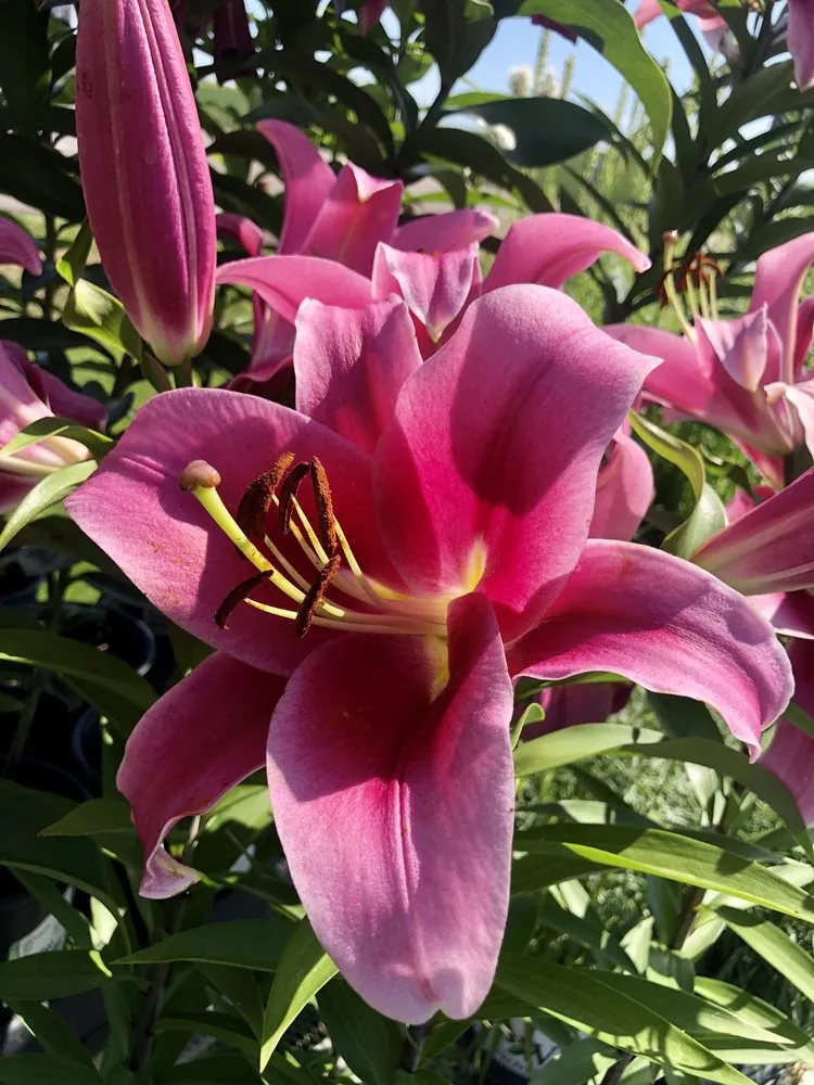 Expert outdoor landscaping for residential properties across Corcoran, MN - Heidi's Growhaus & Lifestyle Gardens