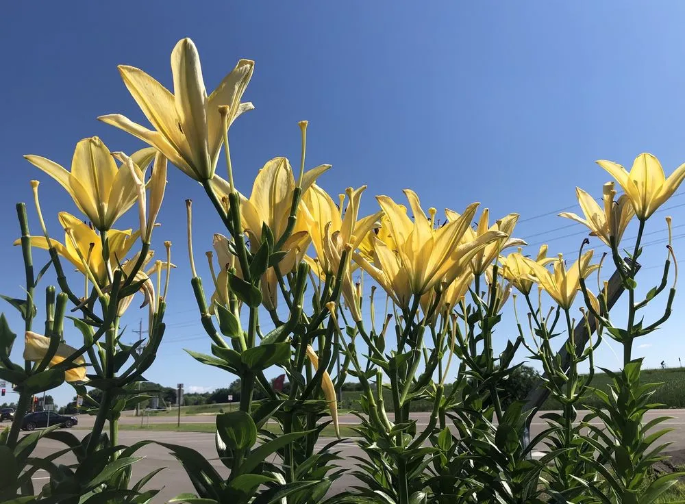 Top-rated outdoor landscaping for outdoor upgrades across Corcoran, MN - Heidi's Growhaus & Lifestyle Gardens