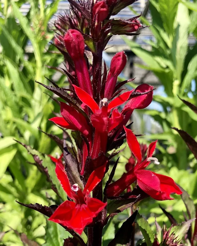 Top-rated landscape design experts serving Corcoran, MN - Heidi's Growhaus & Lifestyle Gardens