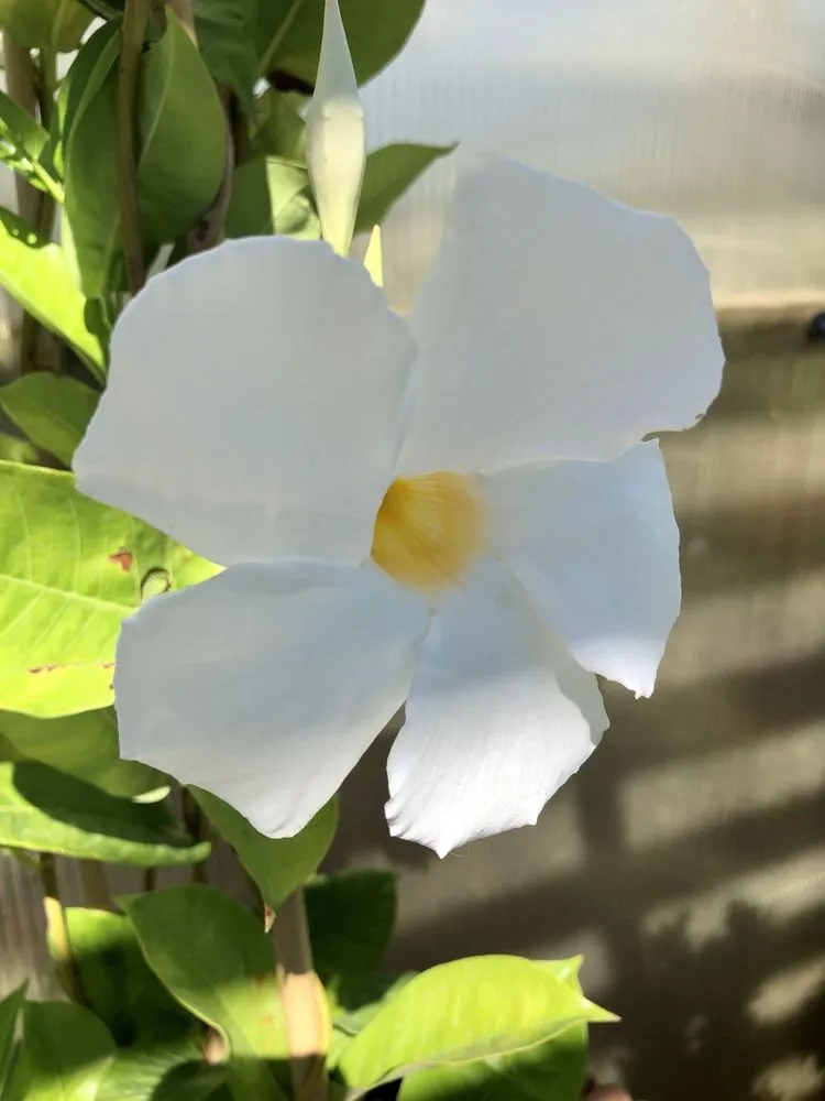 Affordable landscape installation near you in Corcoran, MN by Heidi's Growhaus & Lifestyle Gardens