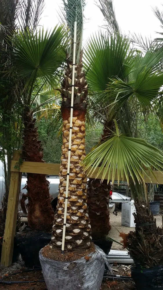 Expert garden landscaping in Houston, TX - Heights Hauling and Landscape