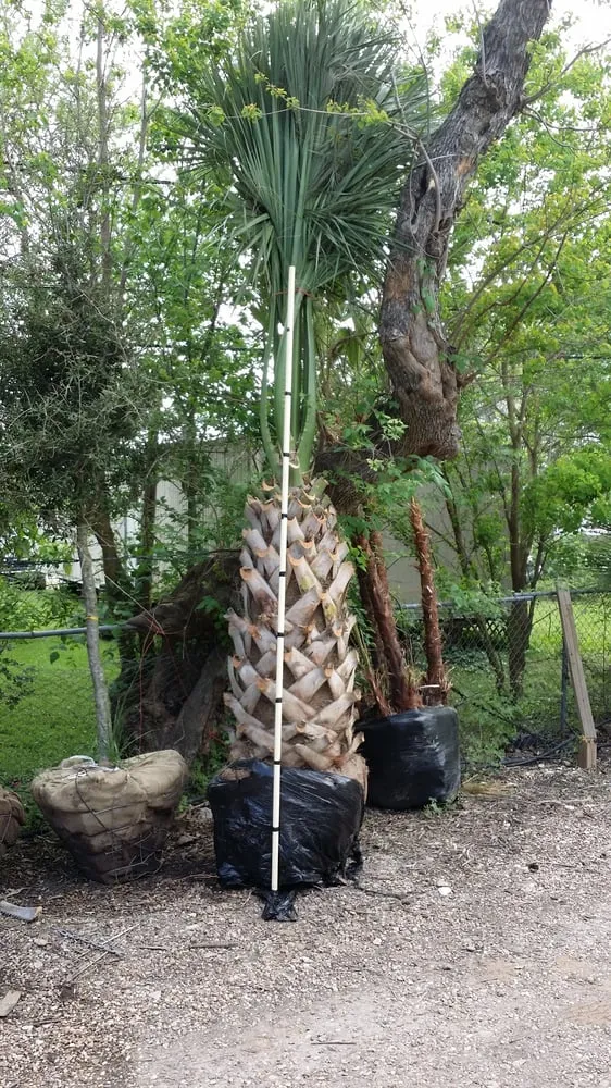 Professional lawn mowing service near you across Houston, TX - Heights Hauling and Landscape