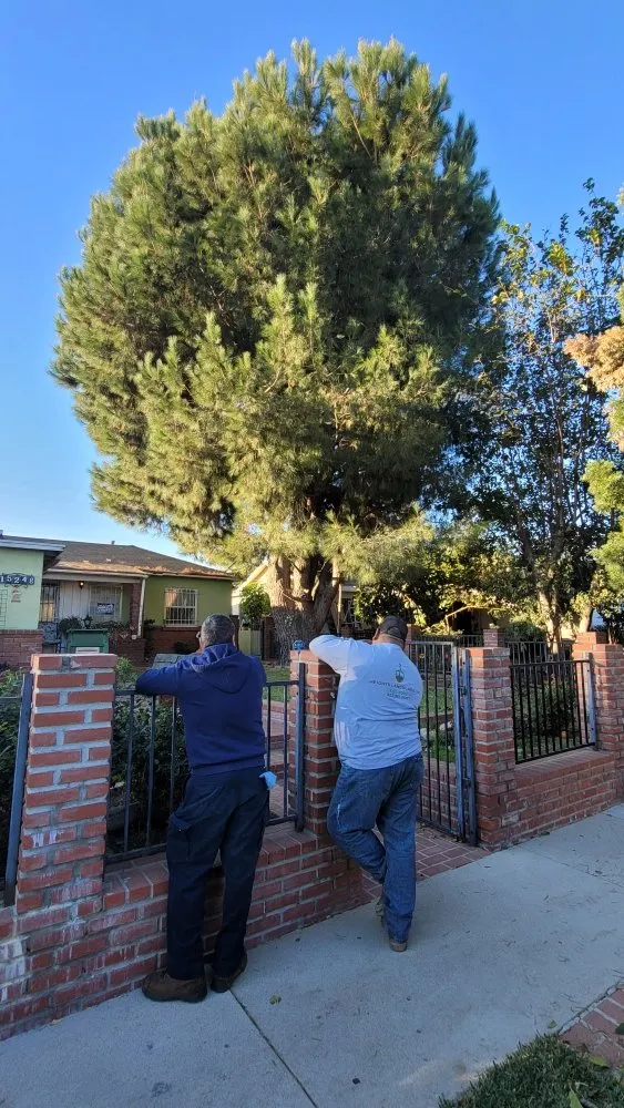 Top-rated lawn mowing service experts serving Los Angeles, CA - Heights Landscape