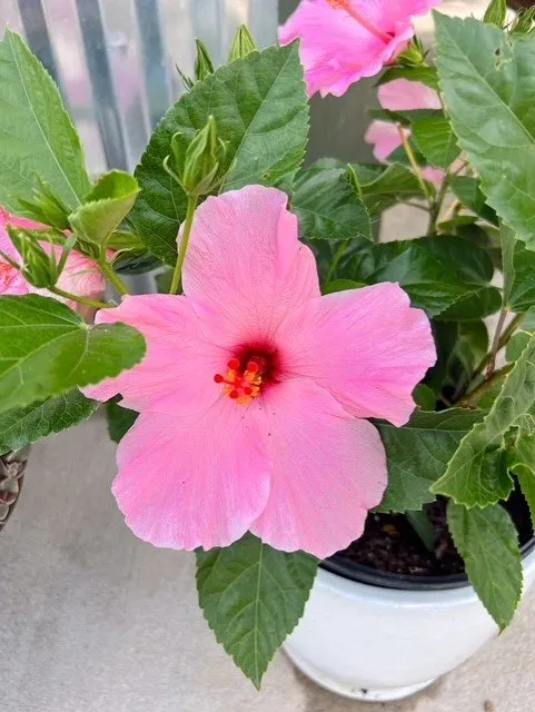 Top-rated landscape installation experts serving Tallahassee, FL - Heinz Nurseries