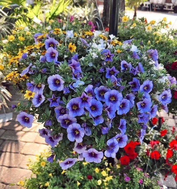 Local residential landscaping for year-round maintenance across Tallahassee, FL - Heinz Nurseries