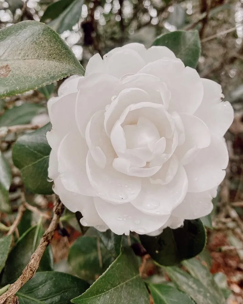 Professional garden landscaping in Tallahassee, FL by Heinz Nurseries